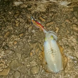 今年最後のアオリイカ