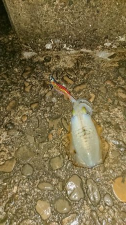 今年最後のアオリイカ