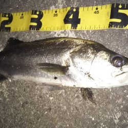 ぶらシーバス!!