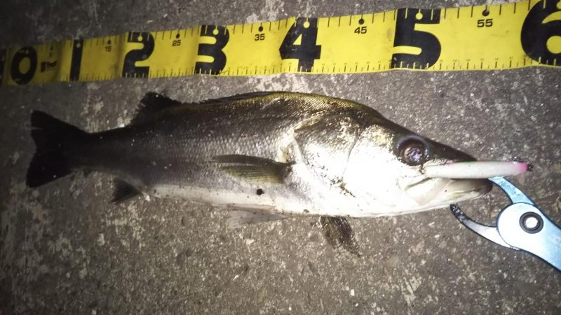 ぶらシーバス！！