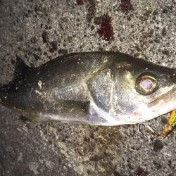 ぶらシーバス!!