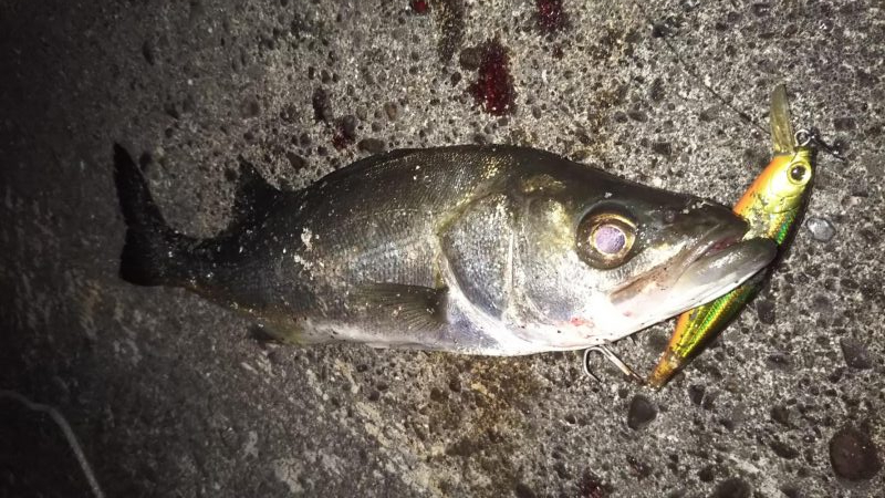 ぶらシーバス！！