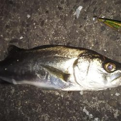 ぶらシーバス！！