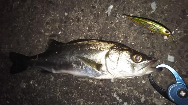 ぶらシーバス！！