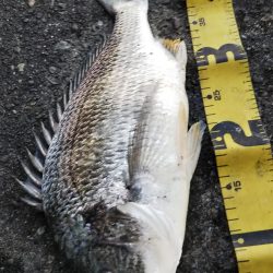 ぶら河川調査！！