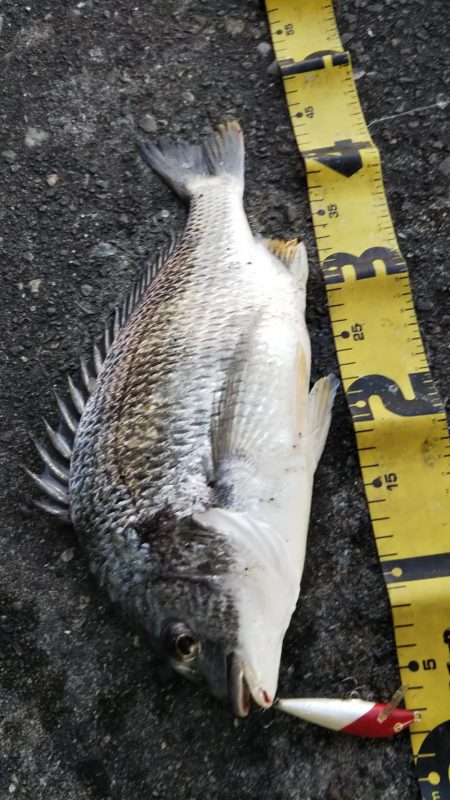 ぶら河川調査！！