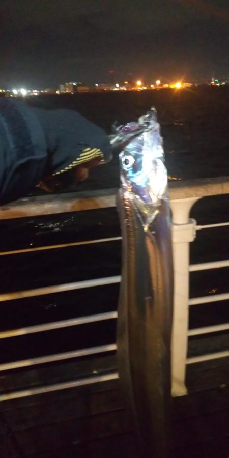 シーサイドで良型タチウオ
