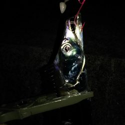 タチウオ釣り