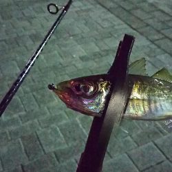 アジ釣り