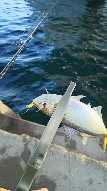 アジ釣り