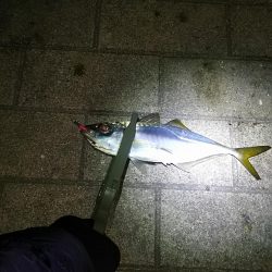 アジ釣り