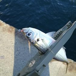 アジ釣り