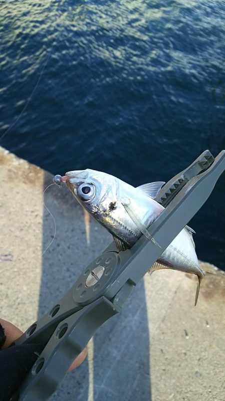アジ釣り