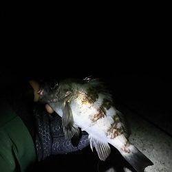 メバル ガシラ釣り