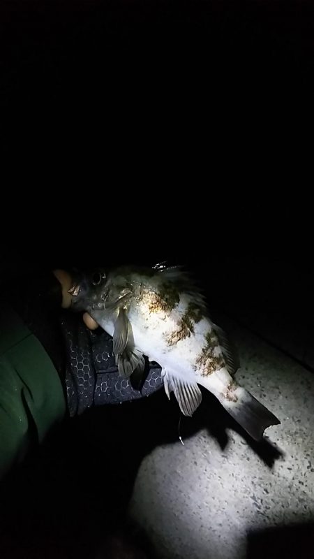 メバル ガシラ釣り