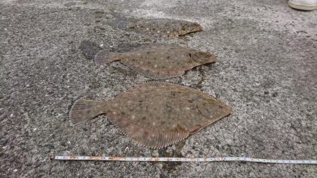 クリスマスカレイ！