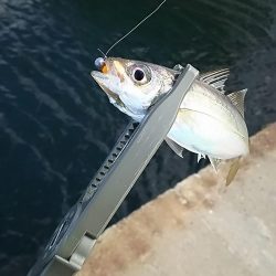 アジ釣り