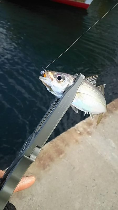 アジ釣り