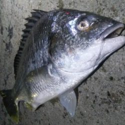 タチウオ1  キビレ1