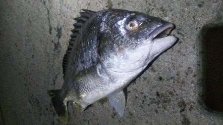 タチウオ1  キビレ1