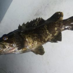 タケノコ1  ガシラ7