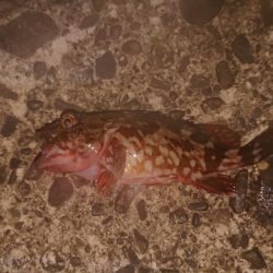 ガシラデパート