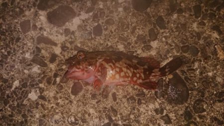 ガシラデパート