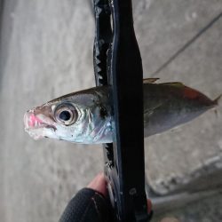 相も変わらず小さい