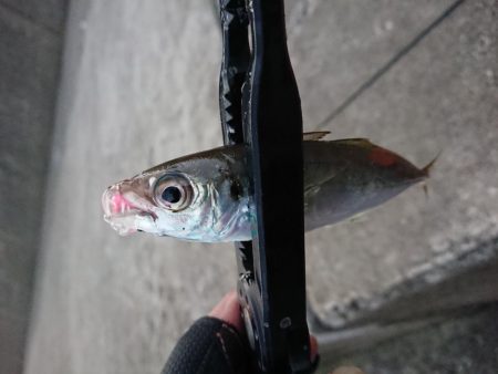 相も変わらず小さい