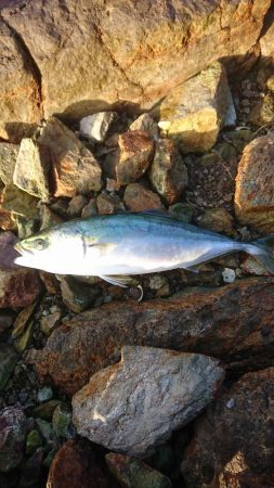 ｾｯﾄｱｯﾊﾟｰ3