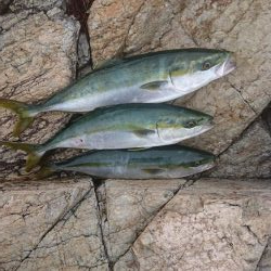 ｾｯﾄｱｯﾊﾟｰ4