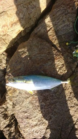 ｾｯﾄｱｯﾊﾟｰ5