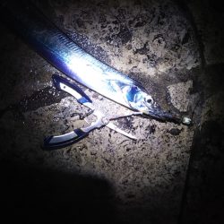 雨上がりに群れが……