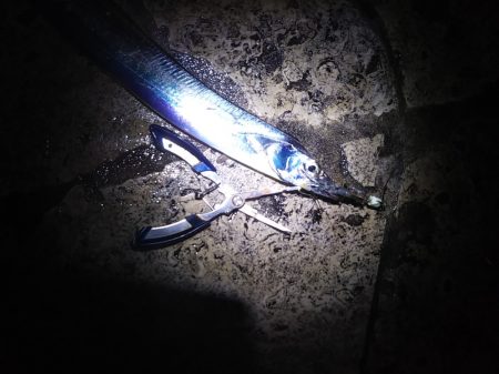 雨上がりに群れが……