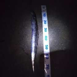 そろそろ陸っぱりタチウオも終盤か……