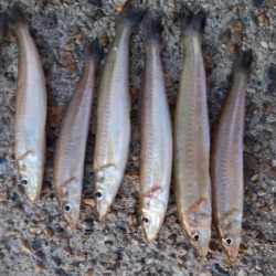 東二見人工島西水道へ落ちギス調査