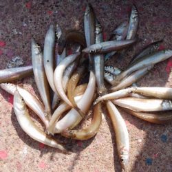 江井ヶ島海岸で落ちギス釣り