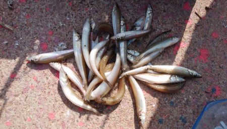 江井ヶ島海岸で落ちギス釣り