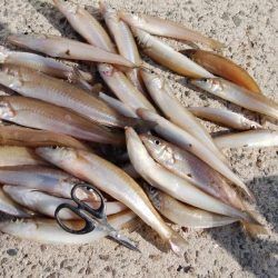 都志港へ落ちギス釣査