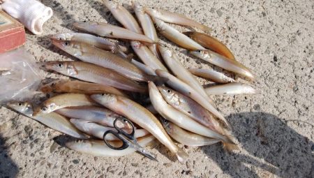 都志港へ落ちギス釣査