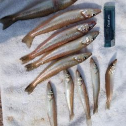 江井ヶ島の落ちギス