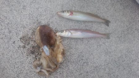 白灯台波止も落ちギス不在