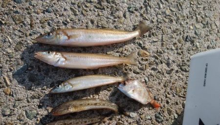 ラスト淡路釣行