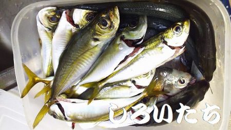 いろいろ釣れました。