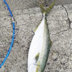 いいサイズのアジ達とハマチ