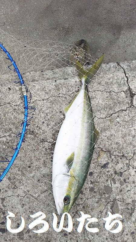 いいサイズのアジ達とハマチ