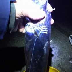 夜中の3時間半のタチウオ渋い。