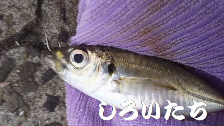 姫路で釣り収め？