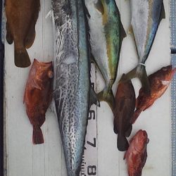 メーターオーバー来たー