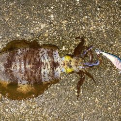 初冬の激渋エギング